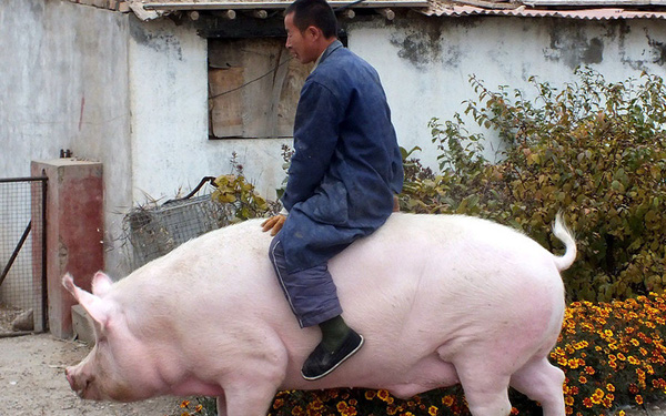 Lợn khổng lồ to bằng cả 1 con hà mã khiến giá thịt heo ở Trung Quốc lao dốc không phanh - Ảnh 1.