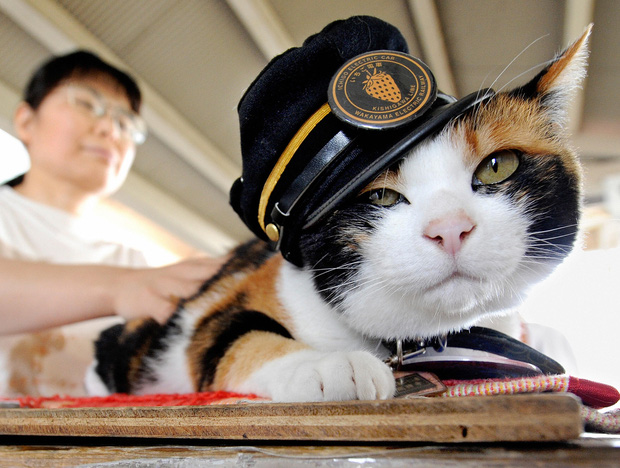  Chỉ nhờ một cô mèo hoang, công ty Nhật Bản lãi to 280 tỷ, thoát khỏi cảnh phá sản trong gang tấc - Ảnh 2.