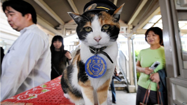 Chỉ nhờ một cô mèo hoang, công ty Nhật Bản lãi to 280 tỷ, thoát khỏi cảnh phá sản trong gang tấc [HOT]
