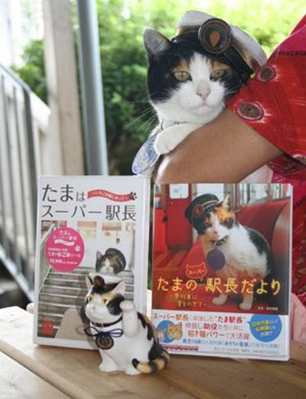  Chỉ nhờ một cô mèo hoang, công ty Nhật Bản lãi to 280 tỷ, thoát khỏi cảnh phá sản trong gang tấc - Ảnh 13.