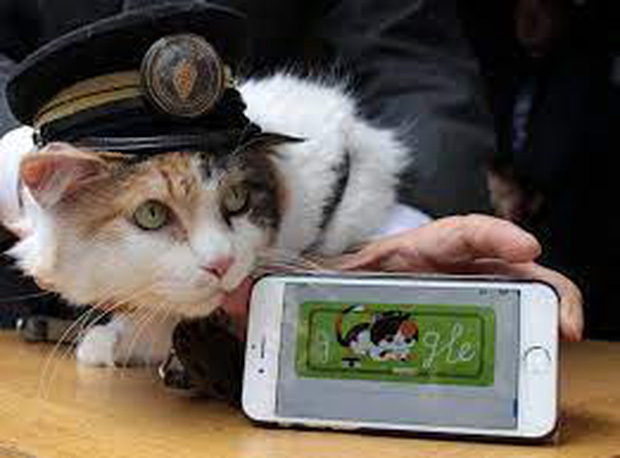  Chỉ nhờ một cô mèo hoang, công ty Nhật Bản lãi to 280 tỷ, thoát khỏi cảnh phá sản trong gang tấc - Ảnh 5.