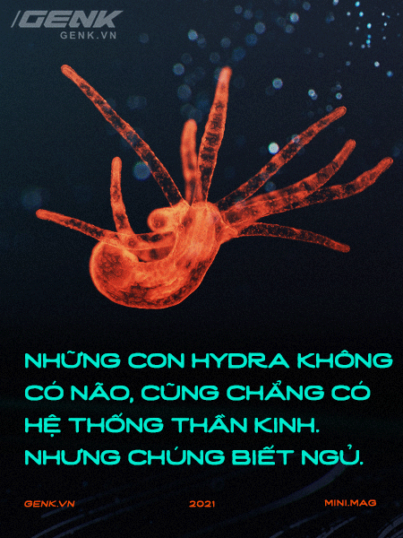 Gián có nằm ngửa khi ngủ không và hành trình đi tìm giấc ngủ nguyên sơ nhất lịch sử Trái Đất - Ảnh 1. Gián có nằm ngửa khi ngủ không và hành trình đi tìm giấc ngủ nguyên sơ nhất lịch sử Trái Đất - Ảnh 1.