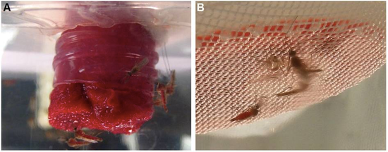 Khoa học lần đầu tiên phát hiện muỗi đực cũng thích hút máu, thế nhưng hậu quả lại vô cùng khôn lường - Ảnh 2.