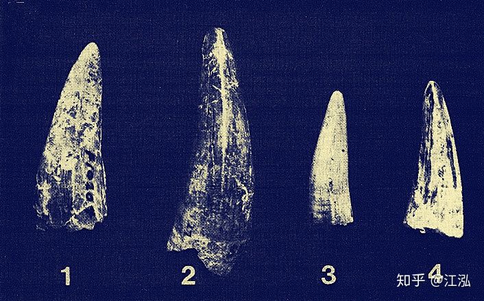 Ph&aacute;t hiện lo&agrave;i c&aacute; sấu cổ đại tại Australia c&oacute; khả năng chạy nhanh tr&ecirc;n cạn c&aacute;ch đ&acirc;y 40.000 năm - Ảnh 1.
