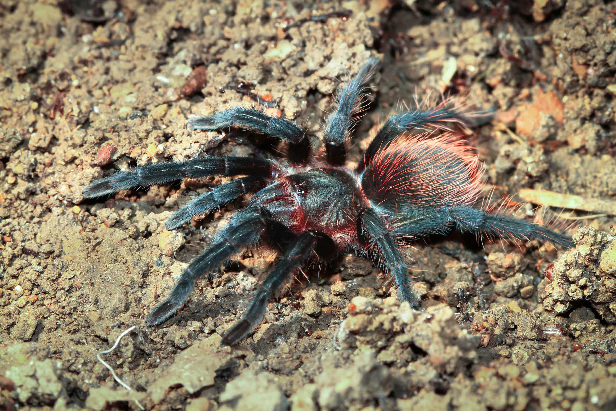 Bọ cạp đối đầu nhện tarantula, kẻ n&agrave;o sẽ chiến thắng? C&aacute;c nh&agrave; khoa học đ&atilde; c&oacute; c&acirc;u trả lời - Ảnh 9.