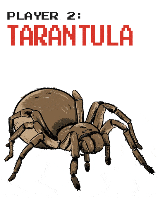 Bọ cạp đối đầu nhện tarantula, kẻ nào sẽ chiến thắng? Các nhà khoa học đã có câu trả lời - Ảnh 4.