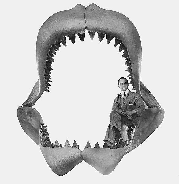 Lẽ nào siêu cá mập Megalodon vẫn đang còn sống dưới đại dương sâu thẳm? - Ảnh 2.