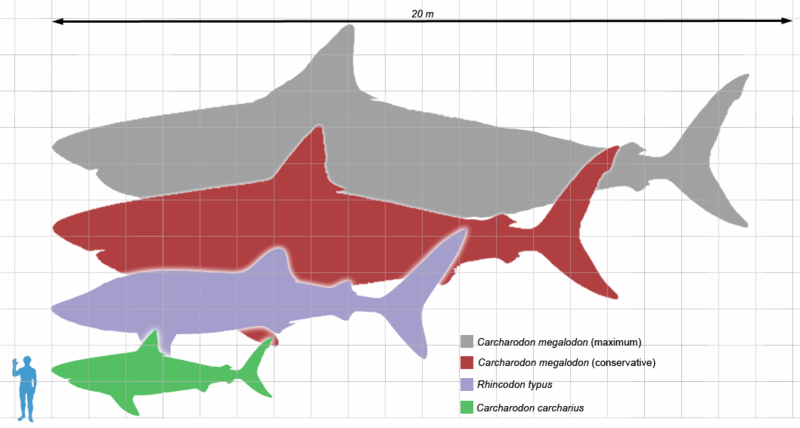 Lẽ nào siêu cá mập Megalodon vẫn đang còn sống dưới đại dương sâu thẳm? - Ảnh 3.