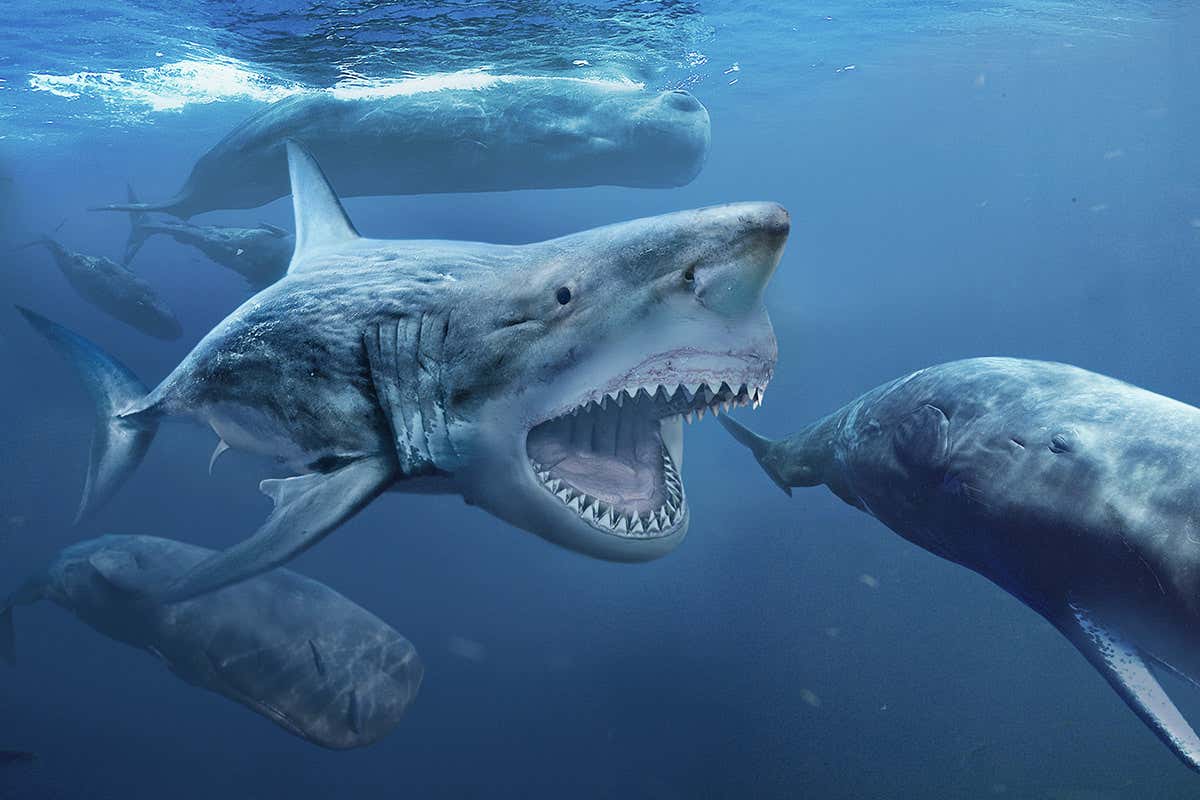 Lẽ nào siêu cá mập Megalodon vẫn đang còn sống dưới đại dương sâu thẳm? - Ảnh 1. Lẽ nào siêu cá mập Megalodon vẫn đang còn sống dưới đại dương sâu thẳm? - Ảnh 1.