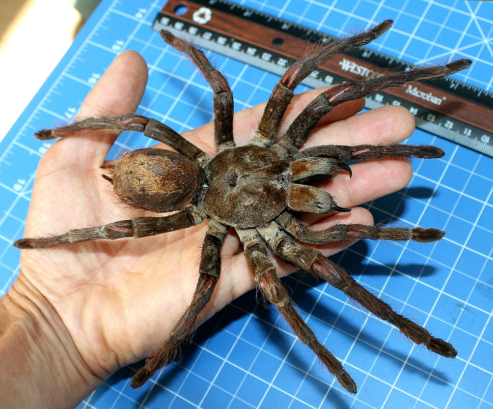 Bọ cạp đối đầu nhện tarantula, kẻ n&agrave;o sẽ chiến thắng? C&aacute;c nh&agrave; khoa học đ&atilde; c&oacute; c&acirc;u trả lời - Ảnh 5.