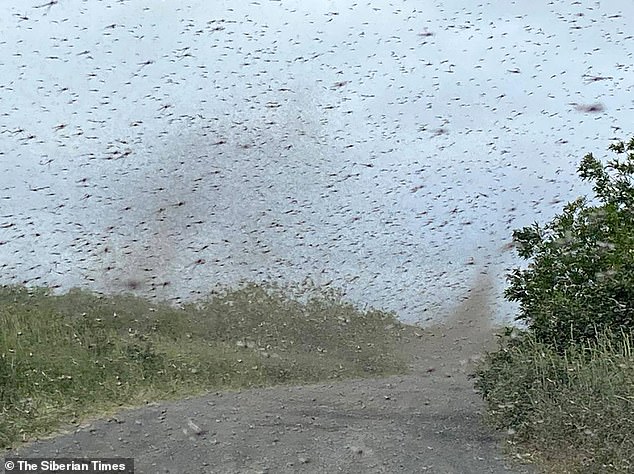 Kinh hoàng với khoảng khắc muỗi bay thành lốc xoáy như nuốt chửng ánh mặt trời ở Nga - Ảnh 4.