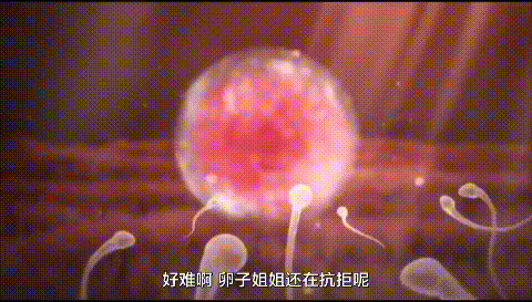 Các nhà khoa học đã chụp được ảnh thời điểm trứng người chấp nhận tinh trùng, thực sự sẽ có một tia sáng cực lớn như pháo hoa - Ảnh 6.