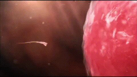 Các nhà khoa học đã chụp được ảnh thời điểm trứng người chấp nhận tinh trùng, thực sự sẽ có một tia sáng cực lớn như pháo hoa - Ảnh 7.