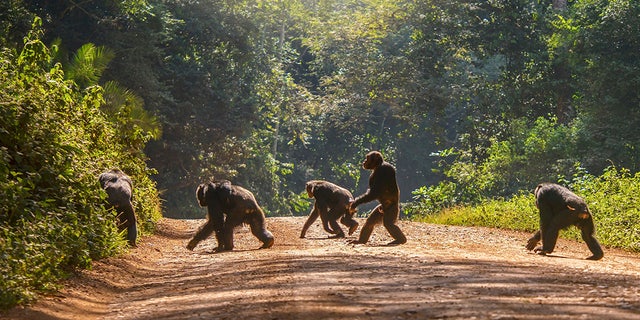 Một bầy tinh tinh ở Châu Phi đã biết tấn công bài bản vào một bầy khỉ đột, con người hãy cẩn thận - Ảnh 6. Một bầy tinh tinh ở Châu Phi đã biết tấn công bài bản vào một bầy khỉ đột, con người hãy cẩn thận - Ảnh 6.