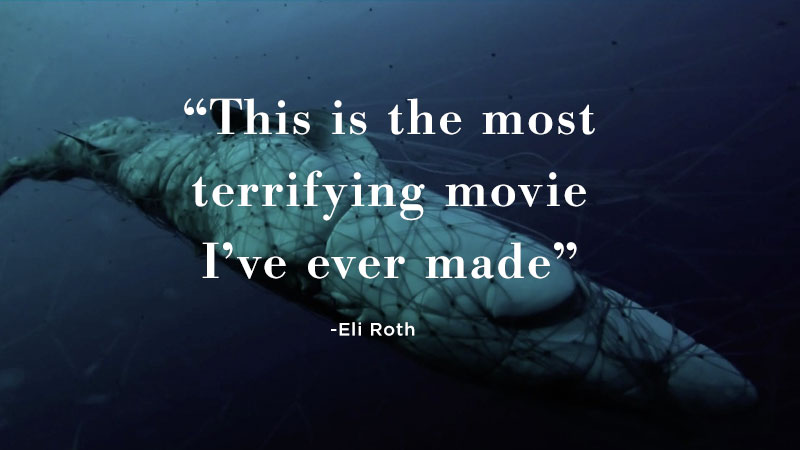 Kẻ săn mồi trở th&agrave;nh con mồi: H&agrave;ng trăm triệu con c&aacute; mập đối mặt với c&aacute;c chuyến đi săn đẫm m&aacute;u của con người mỗi năm - Ảnh 8.