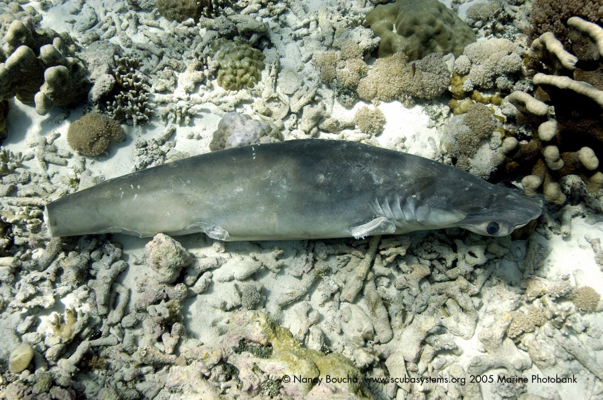 Kẻ săn mồi trở th&agrave;nh con mồi: H&agrave;ng trăm triệu con c&aacute; mập đối mặt với c&aacute;c chuyến đi săn đẫm m&aacute;u của con người mỗi năm - Ảnh 6.