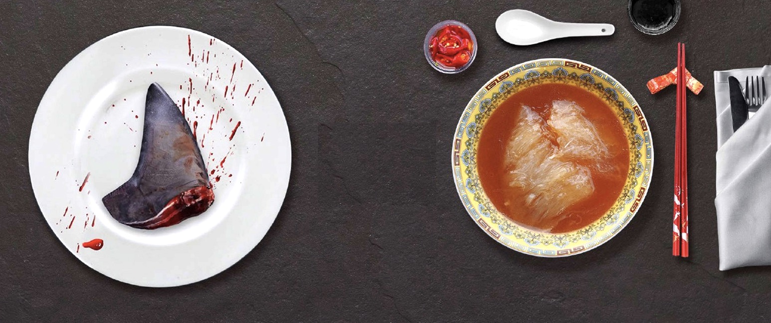 Kẻ săn mồi trở th&agrave;nh con mồi: H&agrave;ng trăm triệu con c&aacute; mập đối mặt với c&aacute;c chuyến đi săn đẫm m&aacute;u của con người mỗi năm - Ảnh 4.