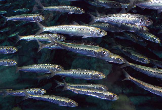 Biến đổi khí hậu, nước biển ấm lên lên là đòn đúp giáng xuống sự sống còn của loài cá, có thể ảnh hưởng tới hiện trạng an ninh lương thực toàn cầu - Ảnh 1.