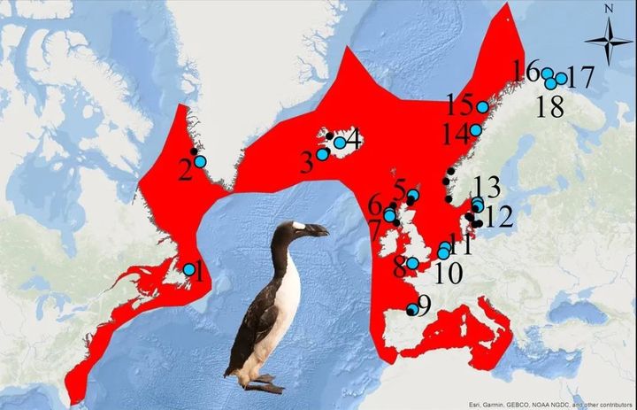 Bắc Cực cũng có chim cánh cụt, vậy giờ chúng đang ở đâu? - Ảnh 3.
