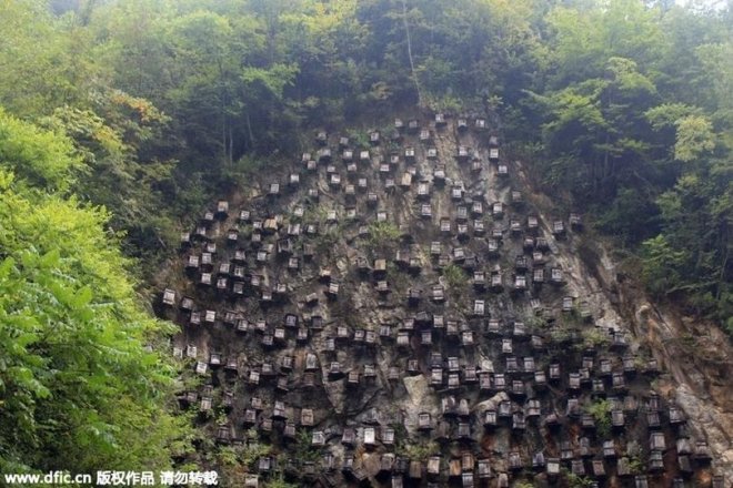 Độc đáo khu bảo tồn ong hoang dã trên vách núi ở Trung Quốc - Ảnh 2.