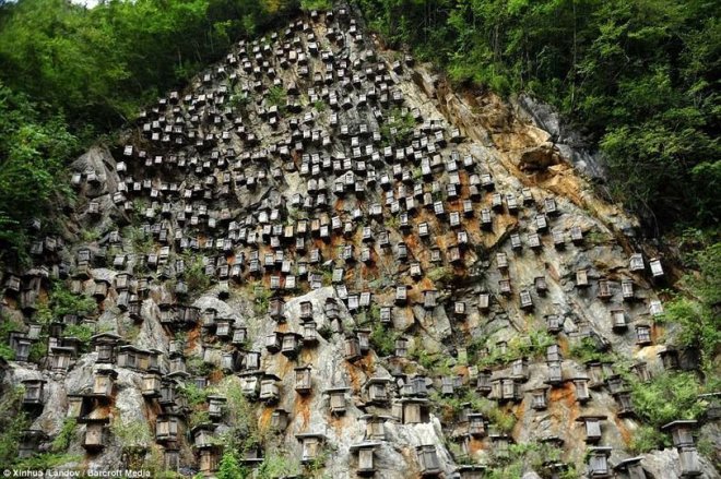 Độc đáo khu bảo tồn ong hoang dã trên vách núi ở Trung Quốc - Ảnh 6.