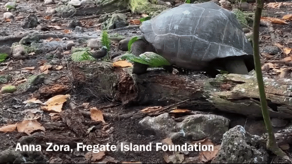 Rùa khổng lồ Aldabra vốn ăn chay, nhưng giờ chúng đã biết săn và ăn thịt chim nhạn biển - Ảnh 3.