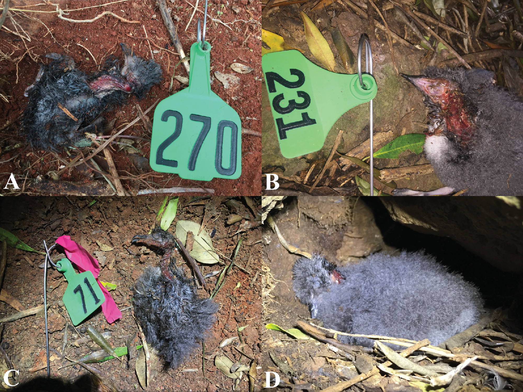 Australia: Rết khổng lồ tr&ecirc;n đảo ăn thịt h&agrave;ng ngh&igrave;n con chim biển mỗi năm nhưng đ&oacute; lại l&agrave; điều tốt - Ảnh 2.