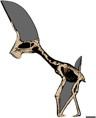 Chán bắt ma túy, cánh sát Brazil chuyển sang săn hóa thạch rồi phát hiện ra loài khủng long bay có vẻ ngoài kỳ dị như động vật trên hành tinh Pandora - Ảnh 4.