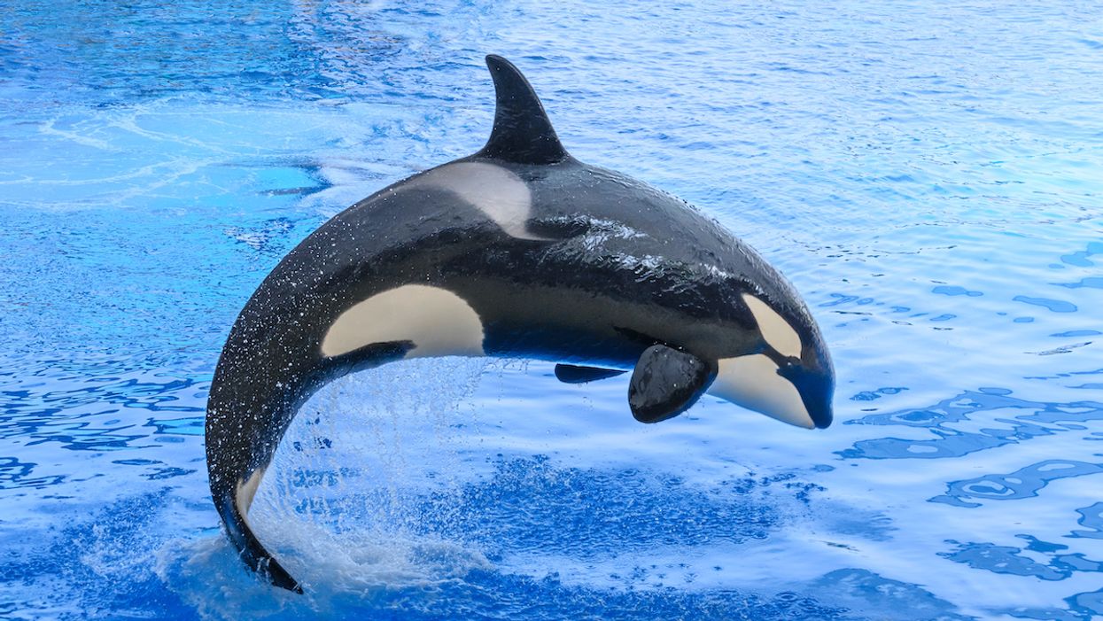 Cá voi sát thủ  Orcinus orca