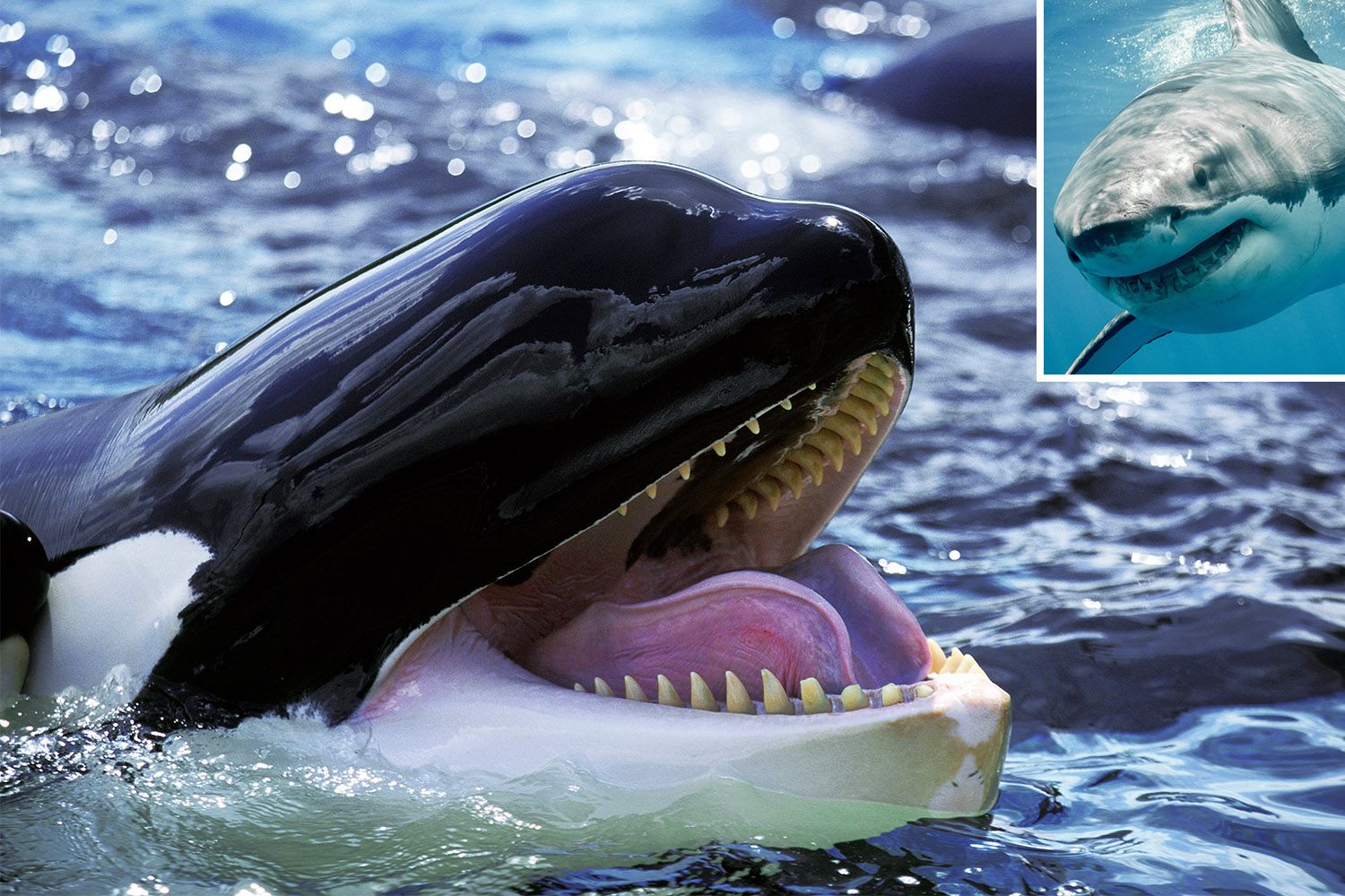 C&aacute; voi s&aacute;t thủ thực sự th&ocirc;ng minh đến mức n&agrave;o? - Ảnh 4.