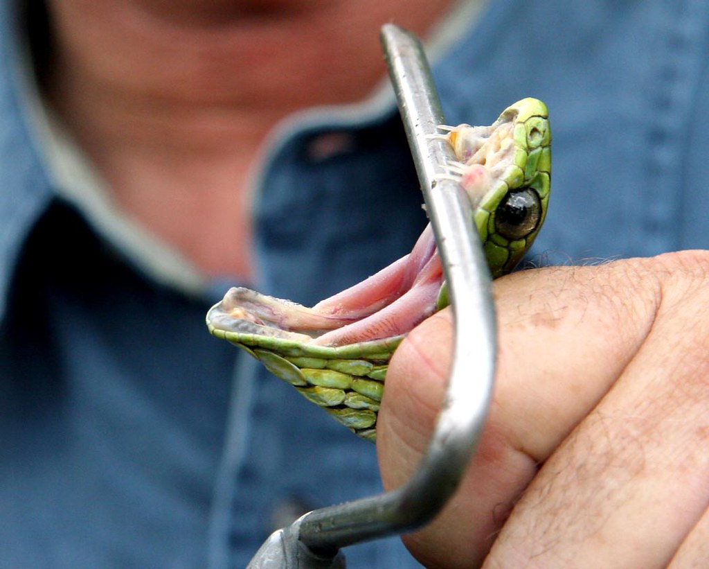 10 loài rắn nguy hiểm nhất thế giới, nếu có gặp phải né luôn và ngay - Ảnh 9.