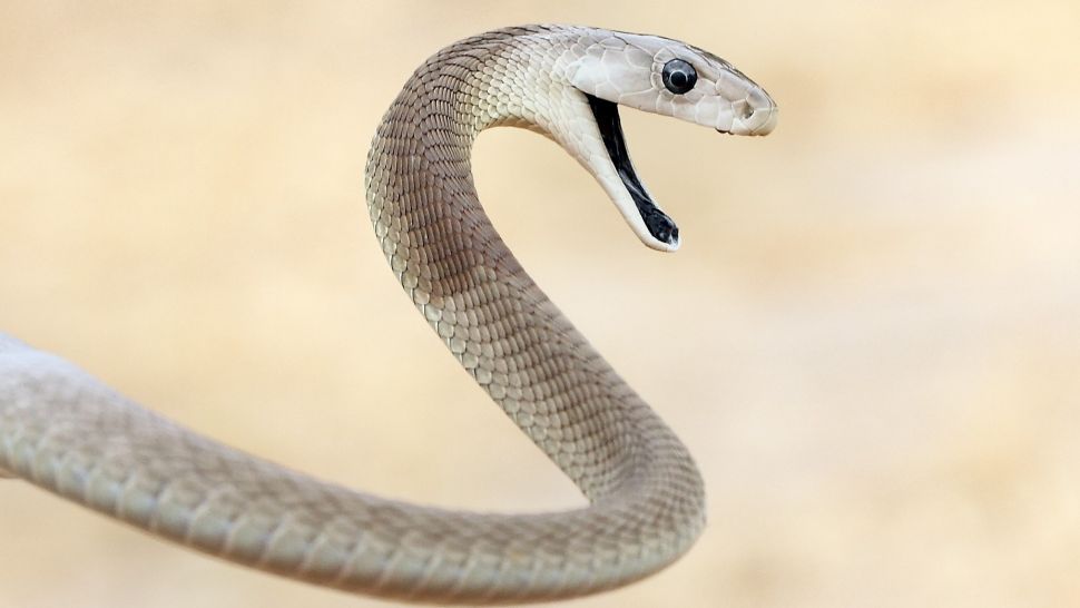10 loài rắn nguy hiểm nhất thế giới, nếu có gặp phải né luôn và ngay - Ảnh 2.