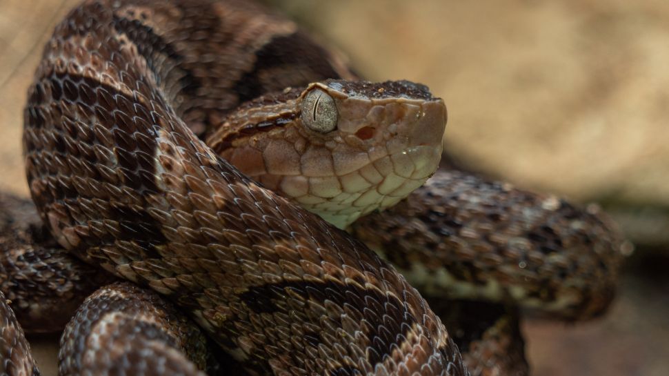 10 loài rắn nguy hiểm nhất thế giới, nếu có gặp phải né luôn và ngay - Ảnh 4.