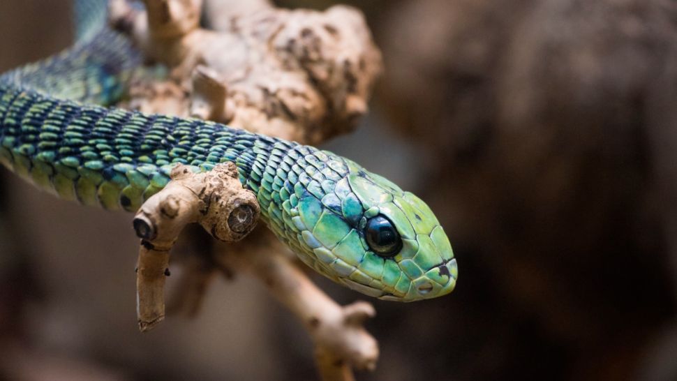 10 loài rắn nguy hiểm nhất thế giới, nếu có gặp phải né luôn và ngay - Ảnh 6.