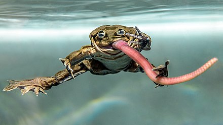 Ếch bìu! Loài ếch khổng lồ Peru đang bị đe dọa nghiêm trọng và chỉ sống ở hồ Titicaca ở biên giới Bolivia và Peru - Ảnh 1.