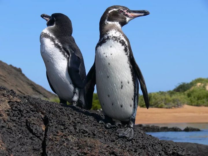 1001 thắc mắc: Vì sao chim cánh cụt không thể bay