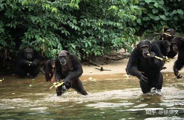 Rise of the Apes phiên bản thực tế: Bạn sẽ bị ăn tươi nuốt sống khi dám đến gần lãnh thổ của chúng! - Ảnh 1.