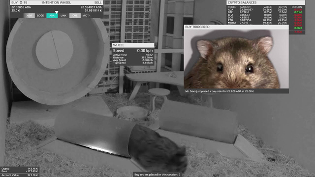  Chú chuột hamster tự giao dịch tiền số, tỷ suất sinh lời đạt gần 24% kể từ tháng 6 - Ảnh 2.