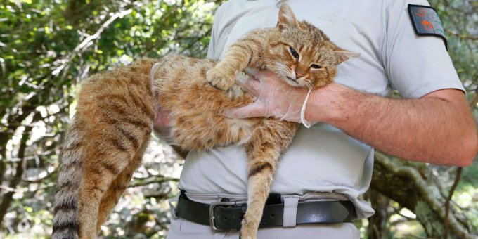 Phát hiện loài mèo cáo bí ẩn - con lai giữa mèo và cáo, loài đã từng gây ra nỗi khiếp sợ cho những người chăn cừu - Ảnh 1. Phát hiện loài mèo cáo bí ẩn - con lai giữa mèo và cáo, loài đã từng gây ra nỗi khiếp sợ cho những người chăn cừu - Ảnh 1.