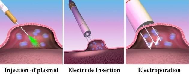 Electroporation-Mediated-DNA-Immunization-1.jpg
