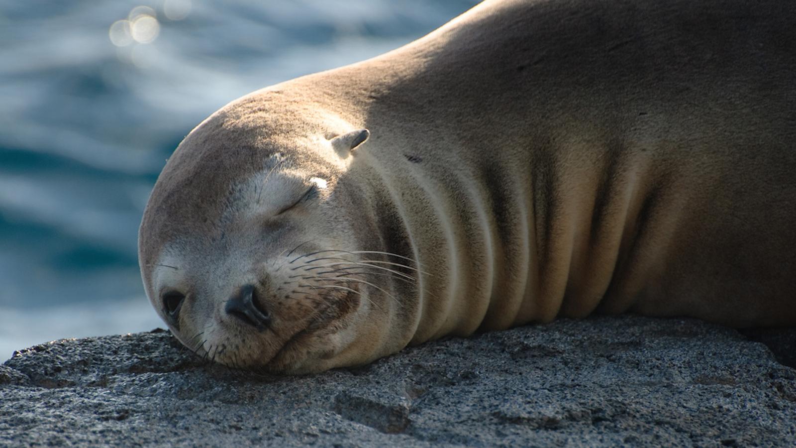 Why do some animals open one eye when they sleep?  Can humans do that?  - Photo 5.