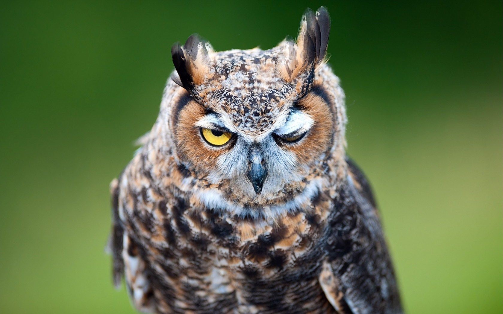 sleep-owl.jpg