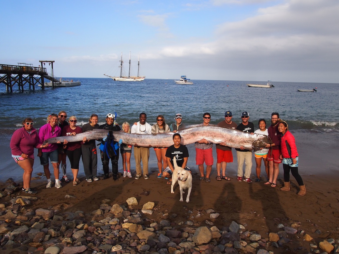 Không có vảy, nhầy và cực kỳ hiếm: Cá Oarfish, báu vật của biển sâu