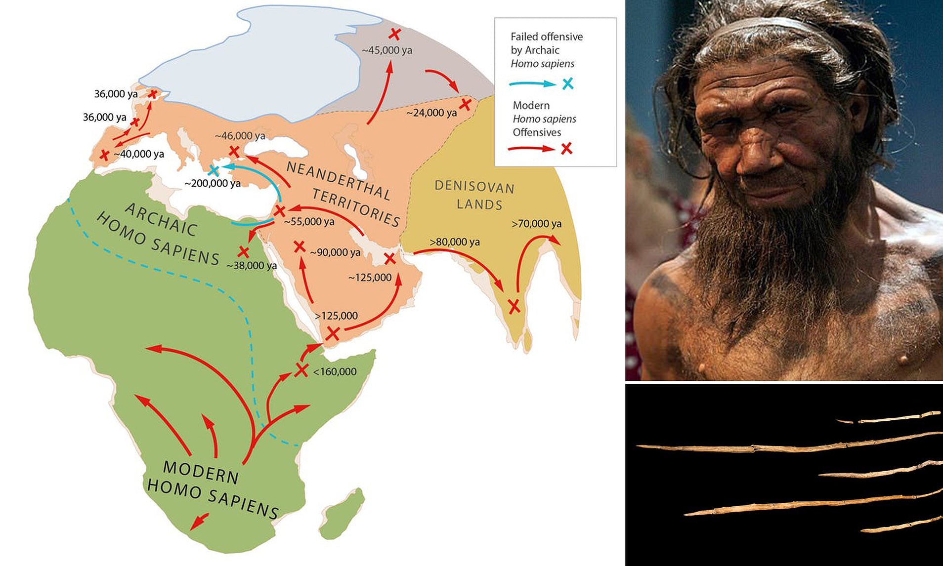 Neanderthals had larger brains than Homo sapiens, so how did Homo sapiens beat them?  - Photo 5.