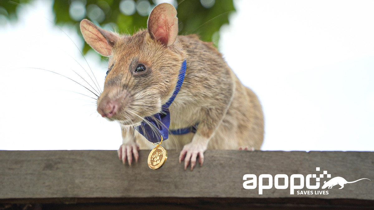 Heroic minesweeper mouse Magawa has died at the age of 8 - Photo 1.