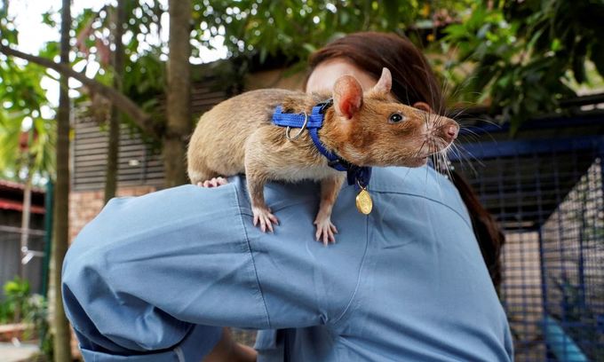 Heroic minesweeper mouse Magawa has died at the age of 8 - Photo 2.