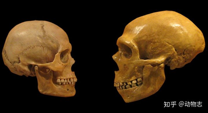 Neanderthals had larger brains than Homo sapiens, so how did Homo sapiens beat them?  - Photo 1.