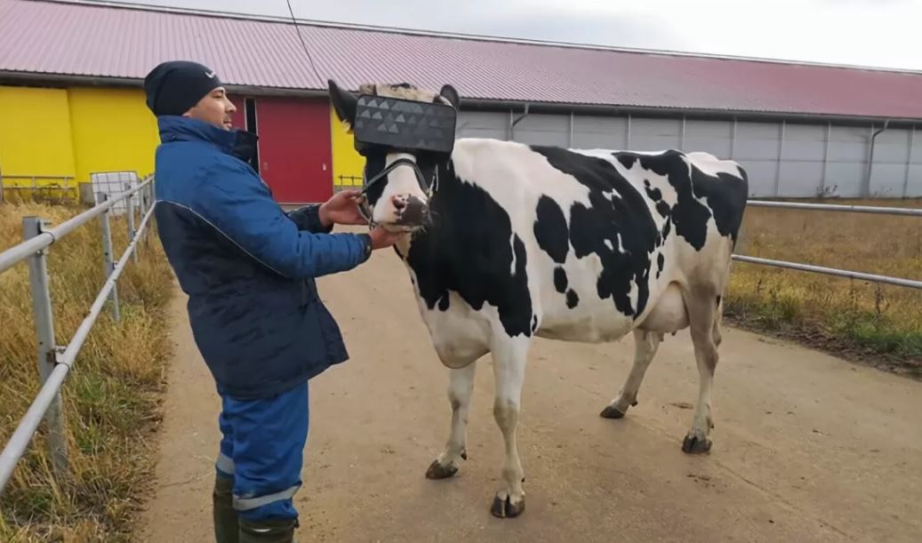 Getting cows to wear VR headsets to trick them into seeing green pastures - Photo 3.