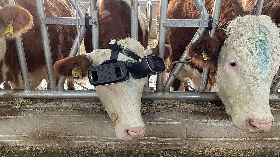 Getting cows to wear VR headsets to trick them into seeing green pastures - Photo 2.