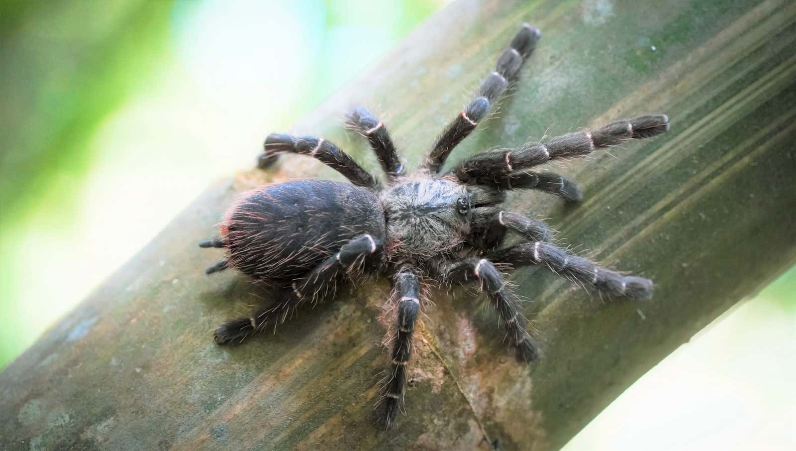 Discovered a new species of Tarantula spider lurking inside bamboo - Photo 1.